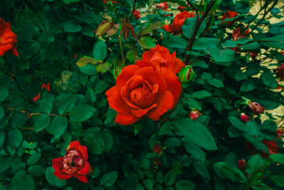 Close-up of rose plant