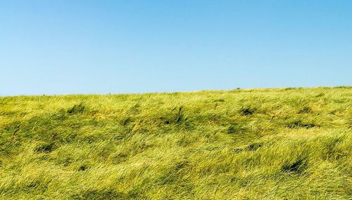 Scenic view of grassy field against clear sky