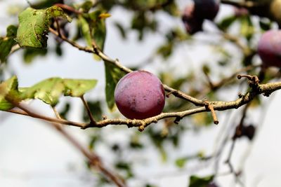 Close-up of fruit growing on tree