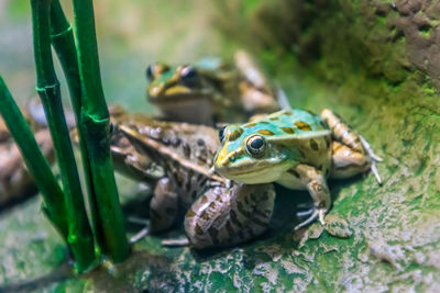 Golden bell frog