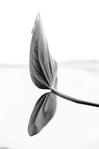 Close-up of rose against white background