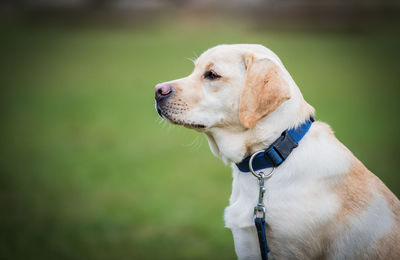 Close-up of dog looking away