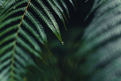 Close-up of fern leaves