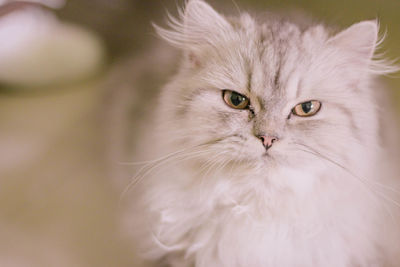 Close-up portrait of cat at home