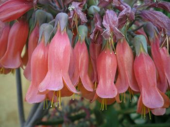 Close-up of pink tulips