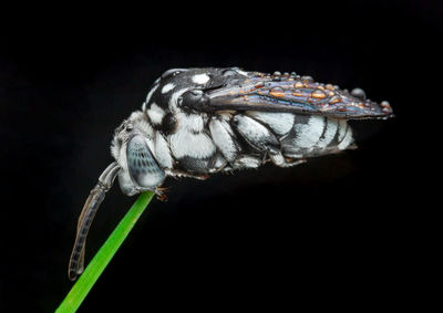Close-up of insect over black background