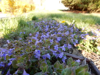 Close-up of purple flowers blooming in field