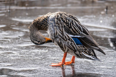 Close-up of a duck in the lake