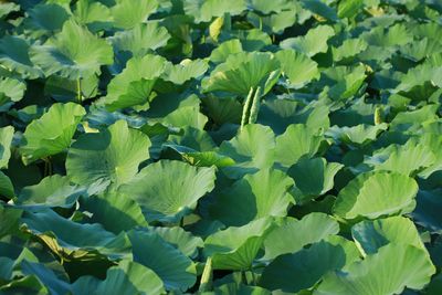 Full frame shot of fresh green leaves