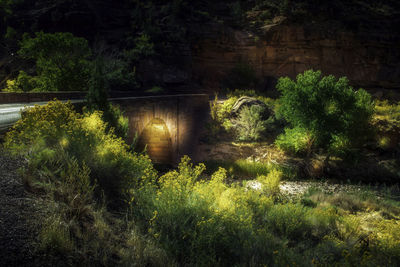 Arch bridge over river amidst trees in forest