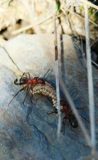 Close-up of insect