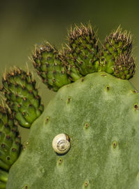 Close-up of prickly pear cactus