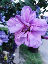 Close-up of purple flower blooming outdoors