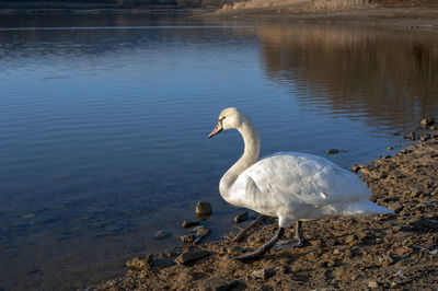 White swan onlake shore. swan on beach. swan on shore