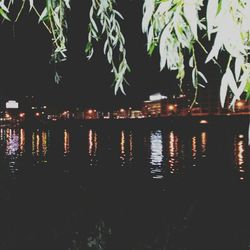 Reflection of trees in water