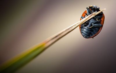 Close-up of ladybug on leaf