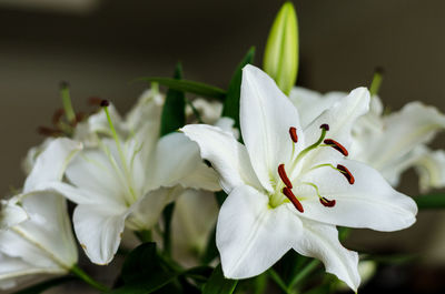 Close-up of white flowers blooming outdoors