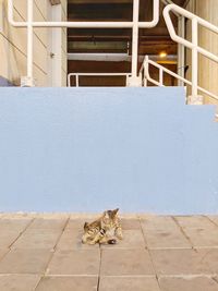 Cat sitting on floor against building