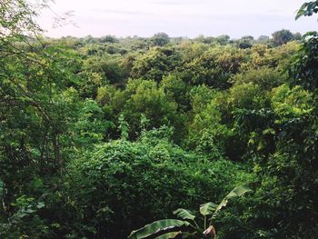 Scenic view of forest against sky