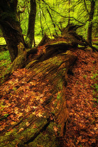 Trees in forest