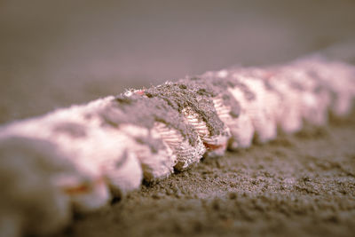 Close-up of crab on land