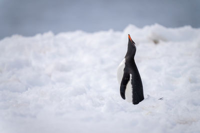 Gentoo penguin stands in snow looking up