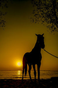 Silhouette of horse on sea shore against sky during sunset