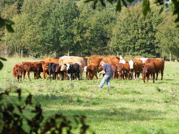 Cows grazing in pasture