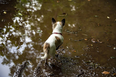 Dog in water