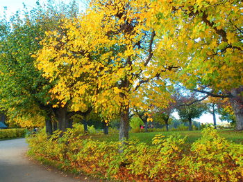 Autumnal trees on landscape