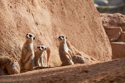 Sheep in a desert