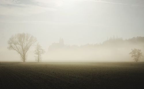 Trees on field against sky