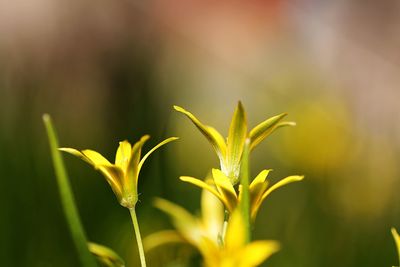 Close-up of yellow flowering plant on field