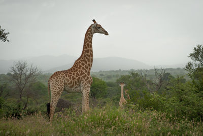 View of giraffe on field against sky