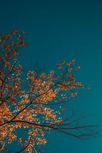 Low angle view of tree against clear blue sky