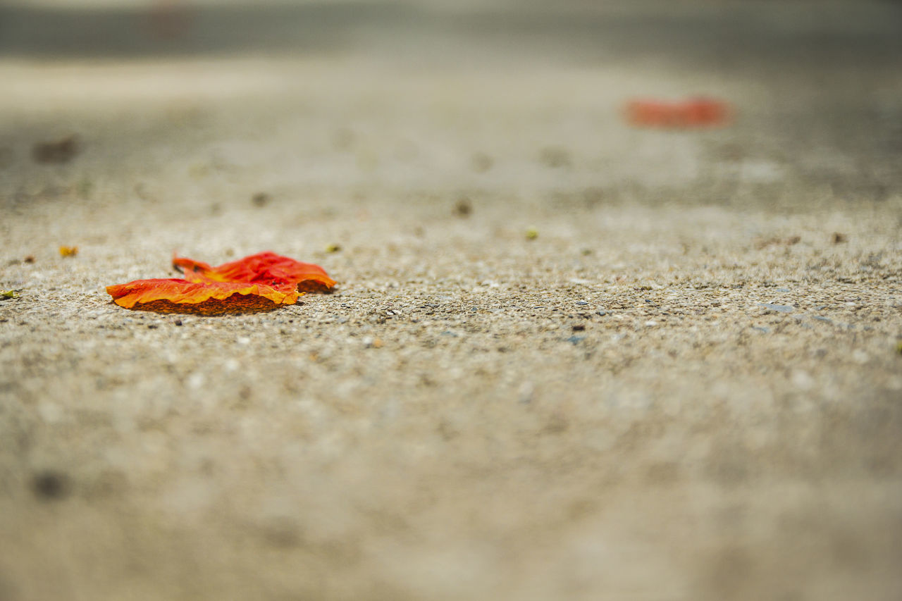 CLOSE-UP OF AUTUMN LEAF ON ROAD