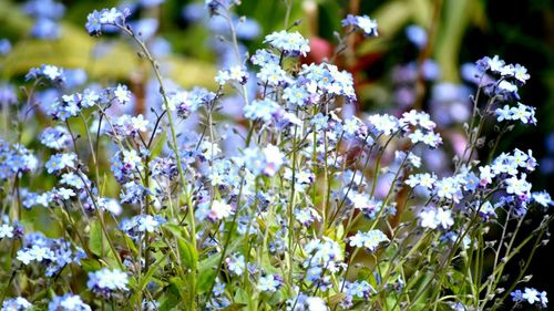 Close-up of purple flowers