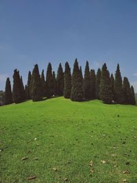 Scenic view of field against clear sky