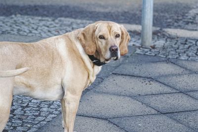 Portrait of dog sitting outdoors