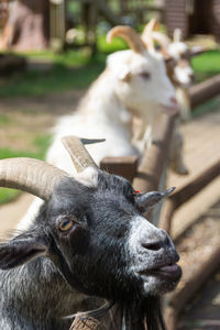 Close-up of cow