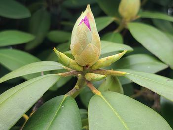 Rhododendron flower bud