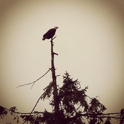 Low angle view of birds perching on wall