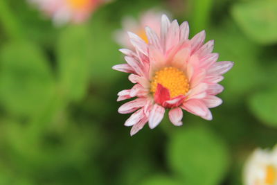 Close-up of pink flower