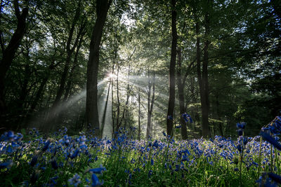 Scenic view of flowering trees in forest