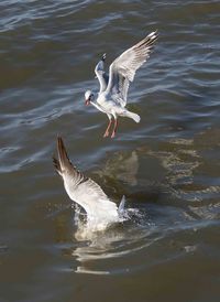 Seagulls flying over lake