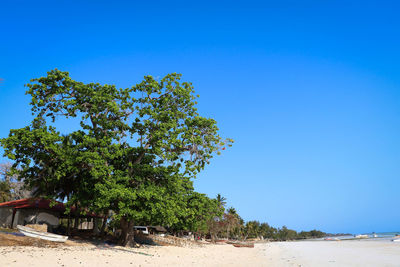 Trees against clear blue sky