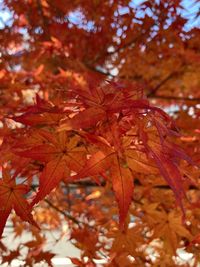 Close-up of maple leaves on tree