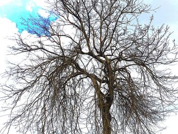 Low angle view of bare tree against sky