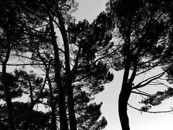 Low angle view of trees against sky