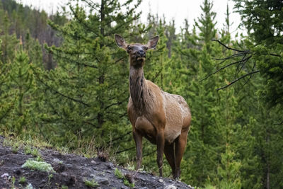 Horse standing in a forest